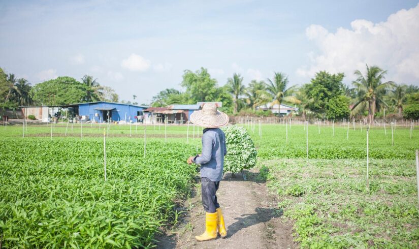 A importância da educação técnica para o setor agrícola - ok