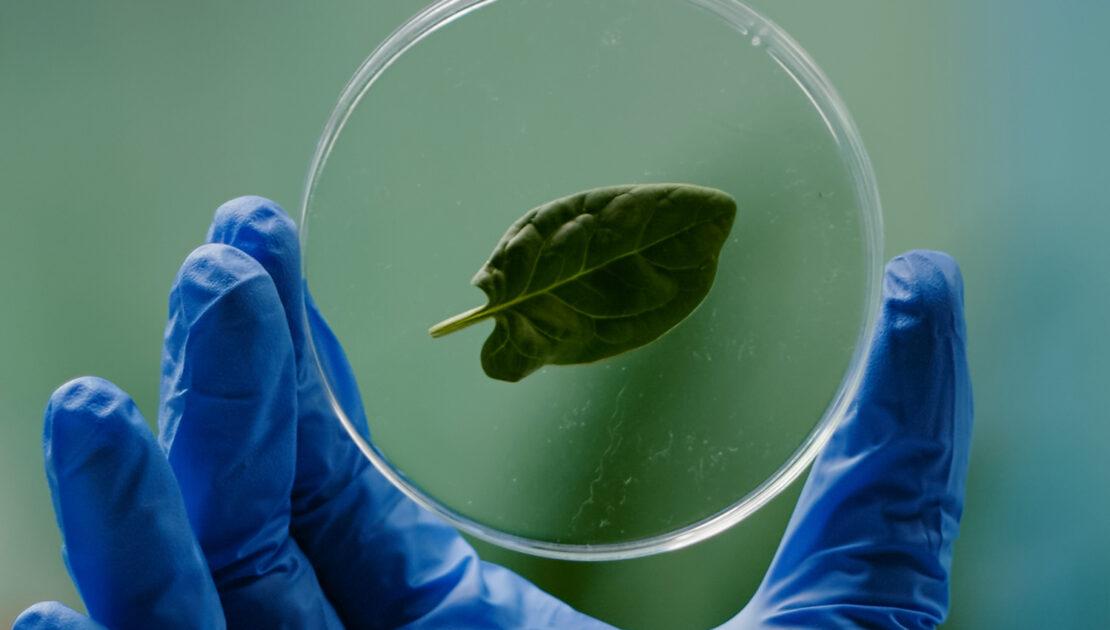 Biotecnologia e Melhoramento Genético