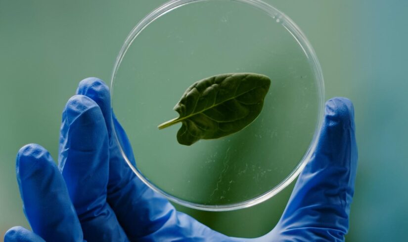 Biotecnologia e Melhoramento Genético